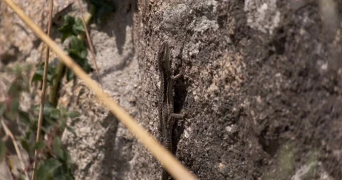Iberian Wall Lizard walking along surface on old stone wall in rural Portugal 스톡 동영상 134854555
