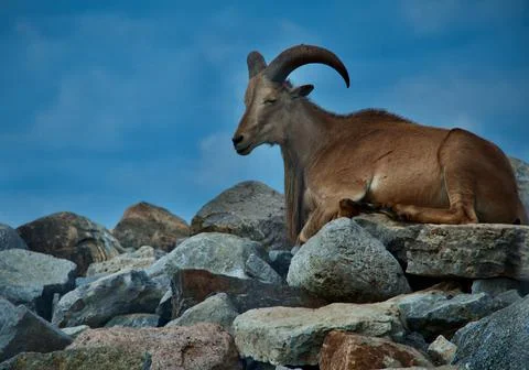 Iberian wild goat (Capra pyrenaica) Stock Photos