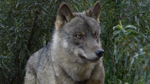 Iberian wolf in the bushes Stock Footage 35839062