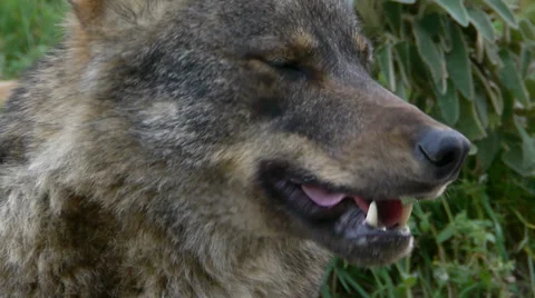 Iberian wolf closeup Stock Footage 35838367