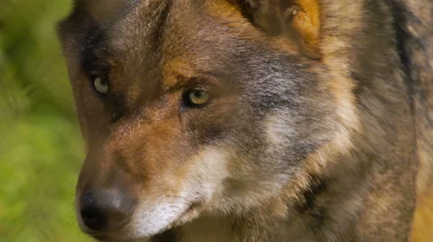 Iberian Wolf Stock Footage