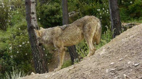 Iberian wolf in the forest Stock Footage 35850232