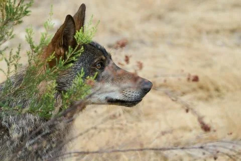 Iberian wolf head profile closeup, Puebla de Sanabria - Editorial Stock Photos