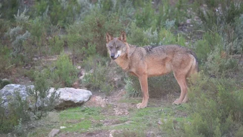 Iberian wolf looking around and walking out of frame Stock Footage 158382981