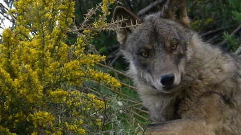 Iberian wolf lying Stock Footage 35850378