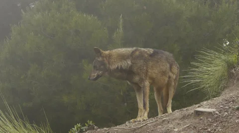 Iberian wolf in the mist Stock Footage 35849475