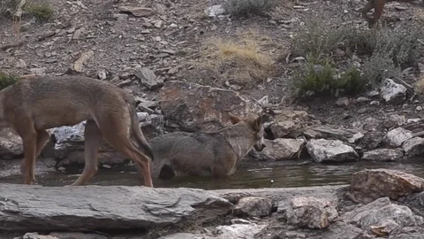 Iberian wolf pack in Spain Video stock 73310537