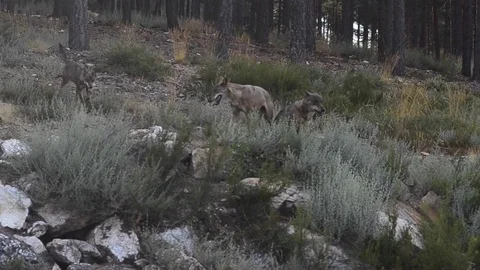 Iberian wolf pack in Spain Stock Footage 73311931