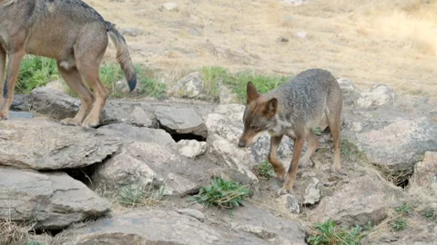 Iberian wolf pack walking on rocks in captive environment Stock Footage 342805011