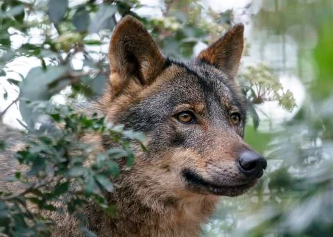 Iberian wolf Fotos de archivo
