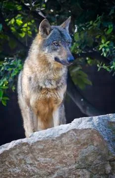 Iberian wolf 写真素材