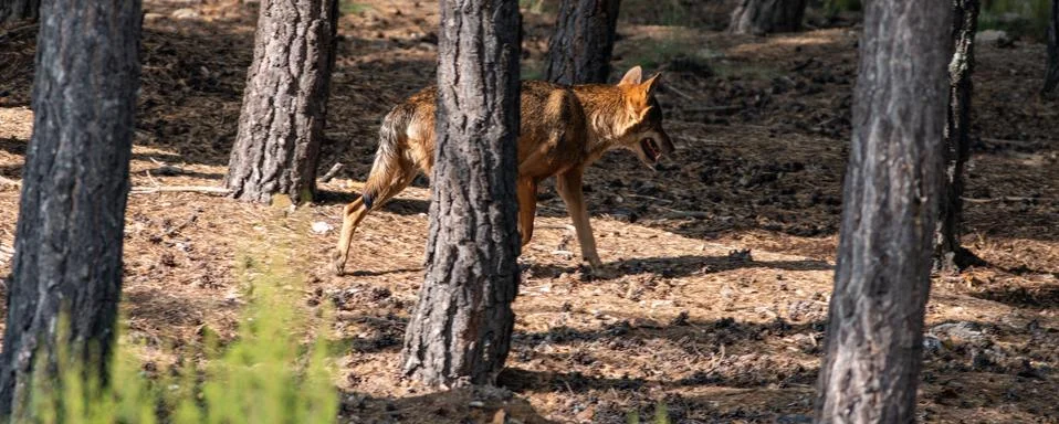 Iberian wolf in pine tree forest Stock Photos