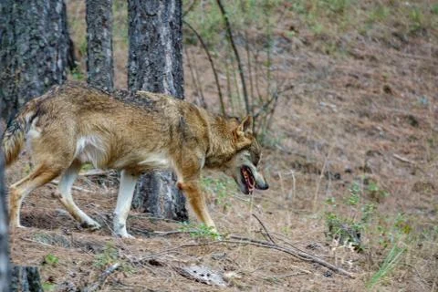 Iberian wolf profile between pine tree trunks Stock Photos