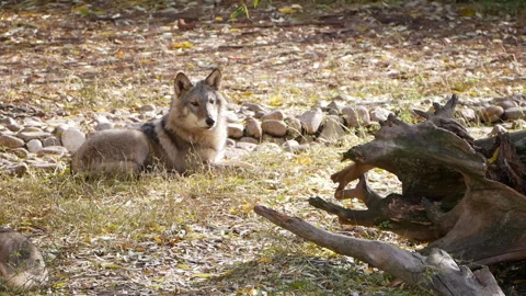 Iberian wolf resting in the shade, panting and observing surroundings. Slow Stock Footage 290464638