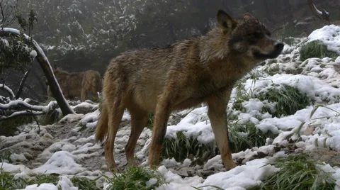 Iberian Wolf sniffing Stock Footage 35817286