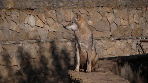 Iberian wolf stands on a small stone wall, posing gracefully while turning its Stock Footage 293077530