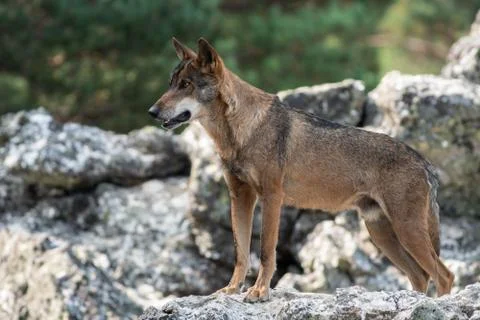 Iberian wolf on the top of the rock Stock Photos