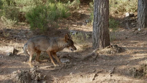 Iberian wolf walking and exploring the forest Stock Footage 342805230