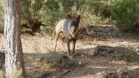 Iberian wolf walking and looking around in a pine forest Stock Footage 342804978