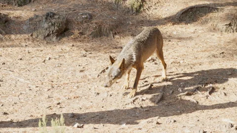 Iberian wolf walking and sniffing ground in sunny forest Stock Footage 342804980