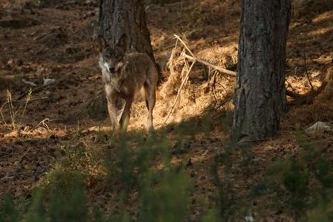 Iberian wolf watching from behind trees, Puebla de Sanabria, Spain - Editoria Stock Photos