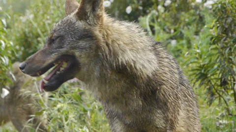 Iberian wolves after rain Stock Footage 35839038