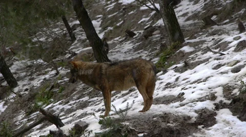 Iberian wolves Stock Footage 35772439