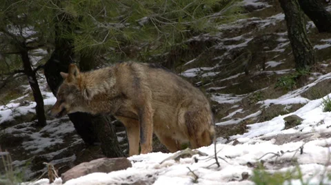 Iberian wolves Video stock 35772452