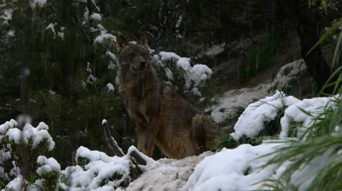 Iberian wolves Stock Footage 35779156