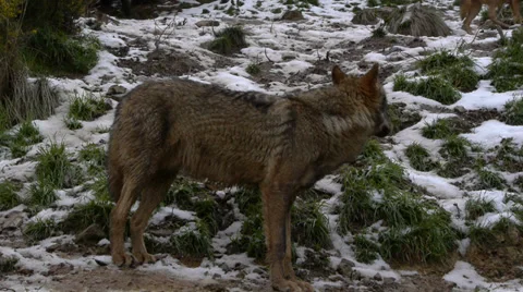 Iberian wolves Stock Footage 35779442