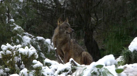 Iberian wolves Stock Footage 35779871