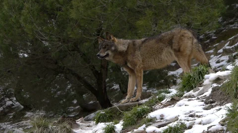 Iberian wolves Stock Footage 35780749