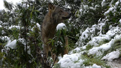 Iberian wolves Stock Footage 35785513