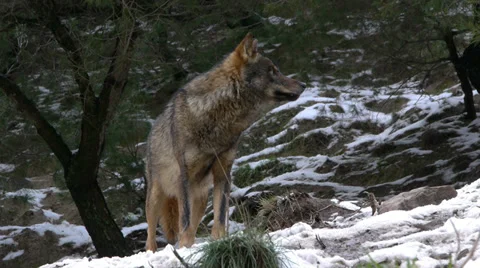 Iberian wolves Stock Footage 35787542