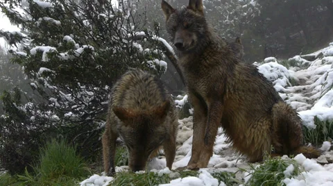 Iberian wolves Stock Footage 35787573