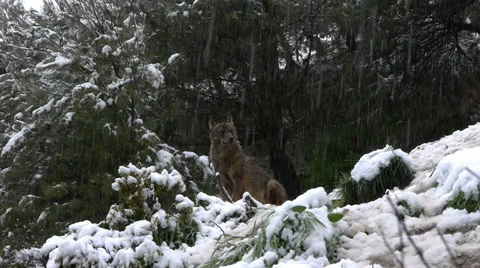 Iberian wolves Stock Footage 35788172