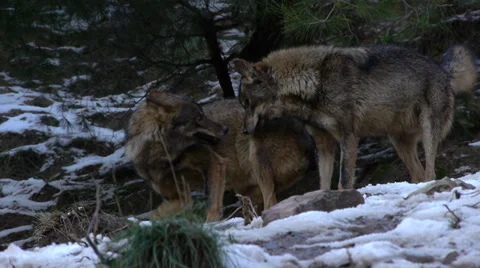 Iberian wolves Stock Footage 35790376