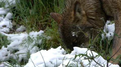 Iberian wolves Stock Footage 35791158