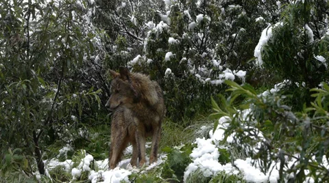Iberian wolves Stock Footage 35792025