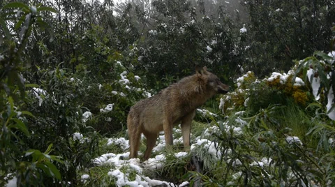 Iberian wolves Stock Footage 35832109