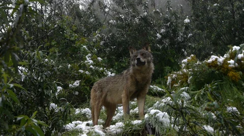 Iberian wolves sniffing the environment Stock Footage 35832700