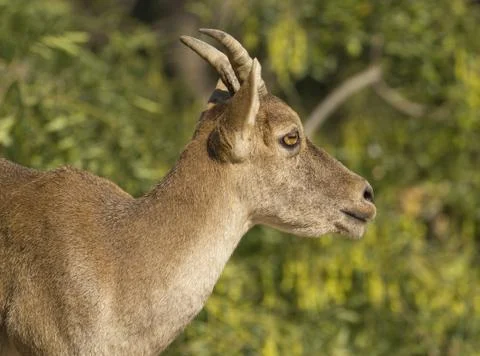 Iberico chamois Foto stock