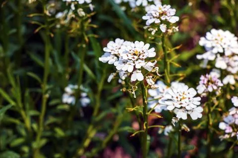 Iberis amara, called wild candytuft, rocket candytuft and bitter candytuft, i Stock Photos