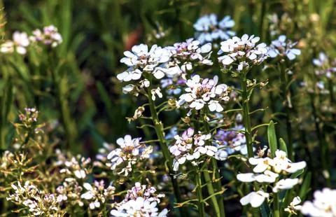 Iberis amara, called wild candytuft, rocket candytuft and bitter candytuft, i Stock Photos
