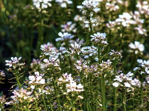 Iberis amara, called wild candytuft, rocket candytuft and bitter candytuft, i Stock Photos