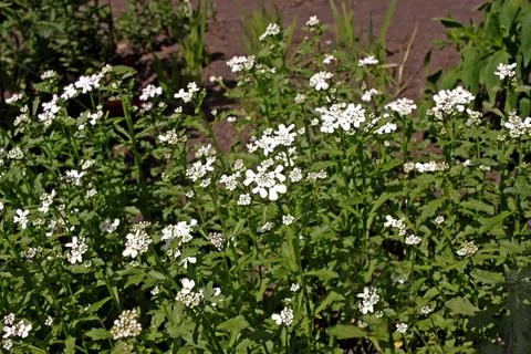Iberis amara, the evergreen candytuft or perennial candytuft Stock Photos