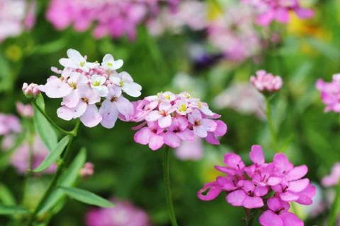 Iberis amara flower. Also called rocket candytuft, bitter candytuft or wild c Stock Photos