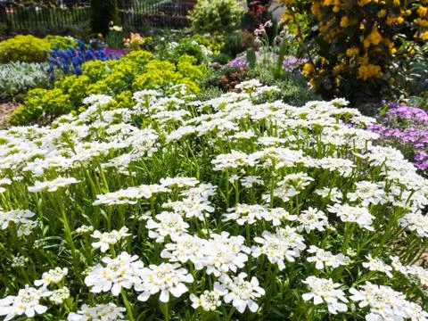 Iberis sempervirens candytuft Stock Photos