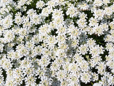 Iberis sempervirens Stock Photos