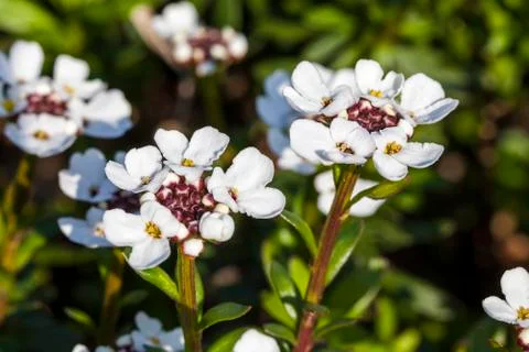Iberis sempervirens 'Snowflake' Stock Photos